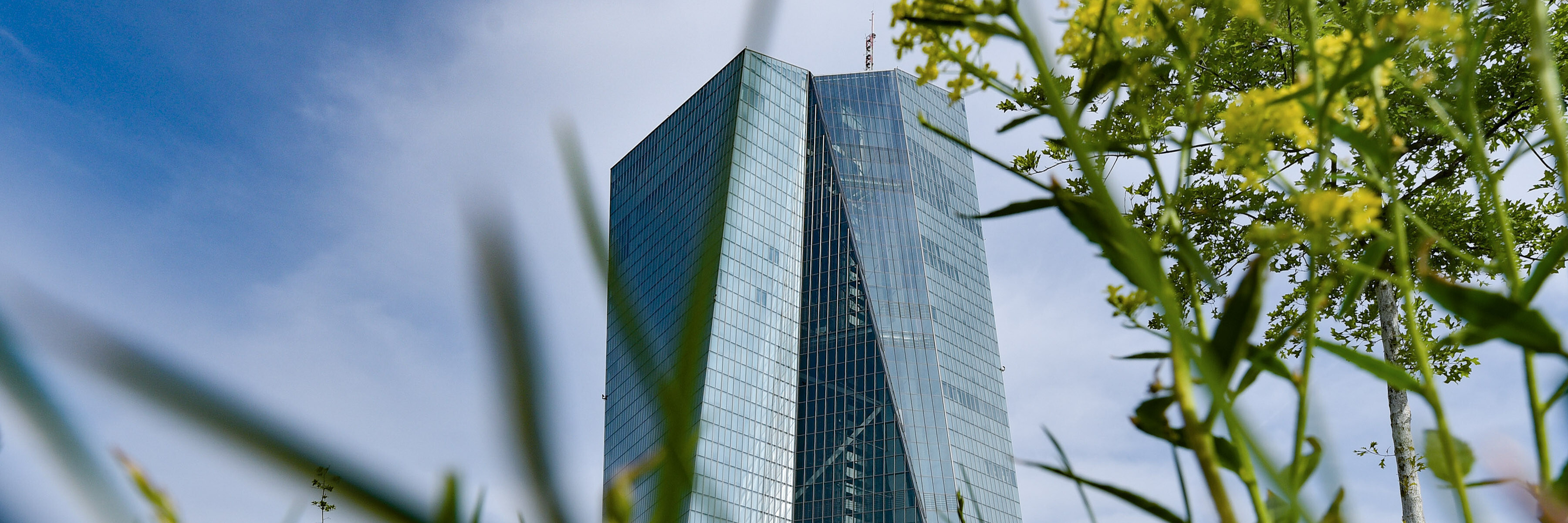 Hochhaus der Europäischen Zentralbank, im Vordergrund Grashalme und ein Baum