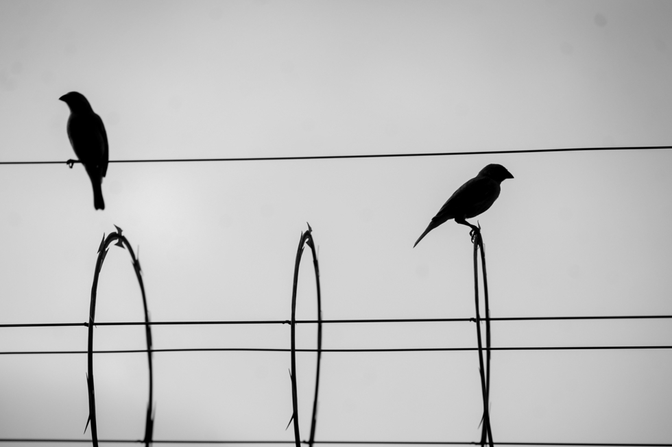 Vögel auf Stacheldrahtzaun einer Haftanstalt in Ecuador